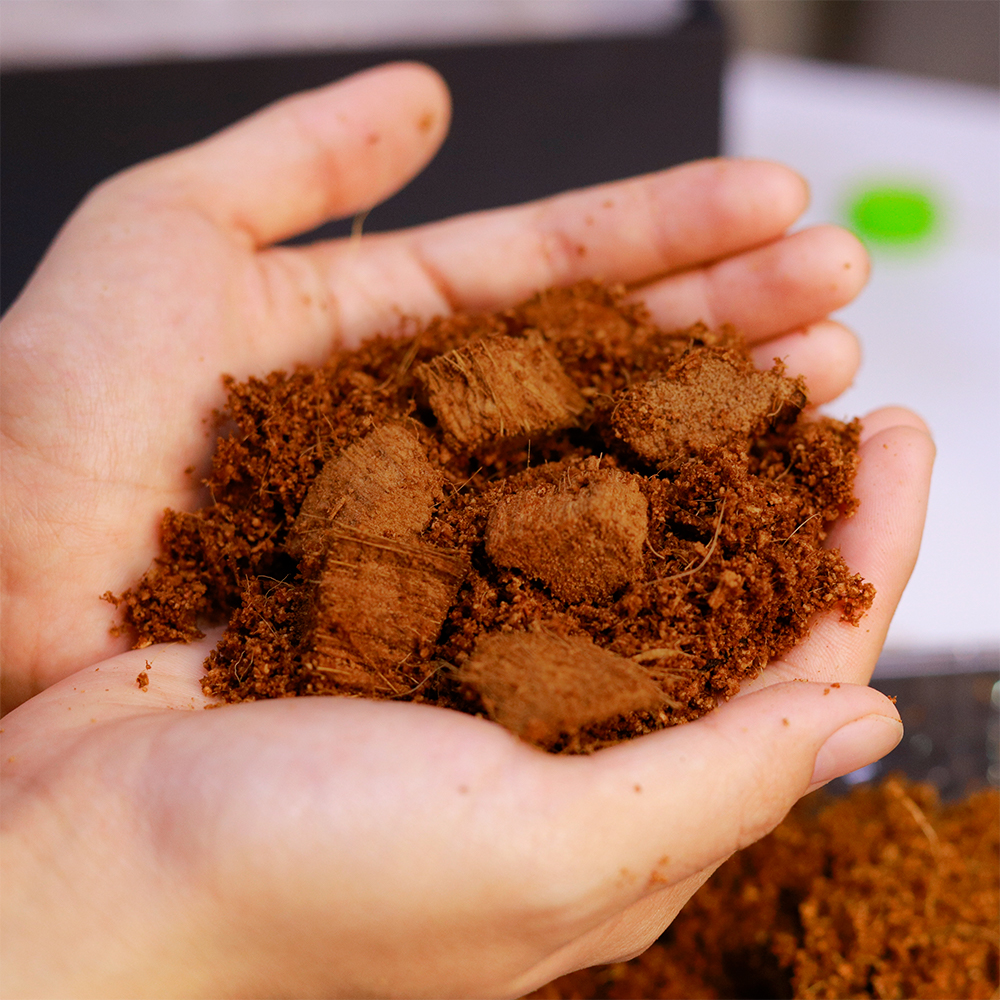 Mụn dừa trồng dưa lưới