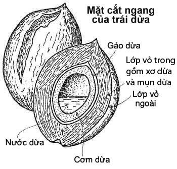 Mụn dừa Nguồn Sinh Thái