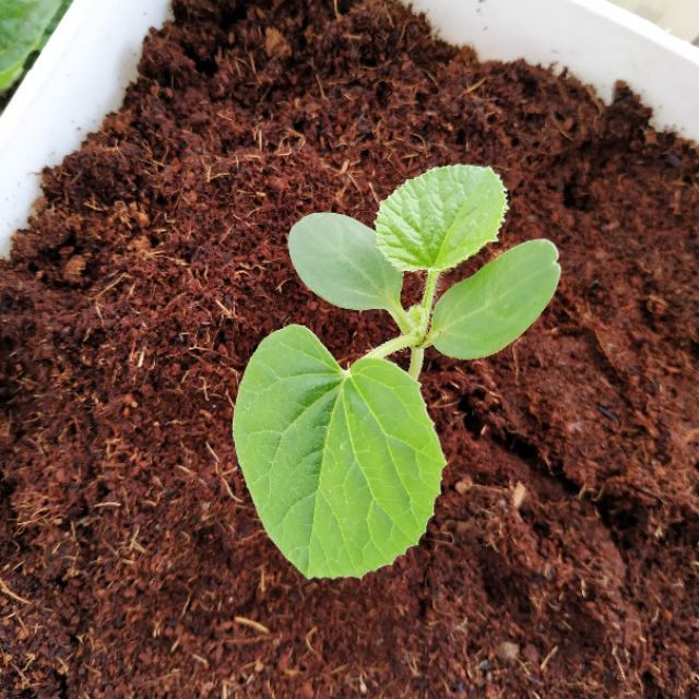 Bánh nén mụn dừa đã xử lý (viên nén xơ dừa) giảm chỉ còn 24,900 đ