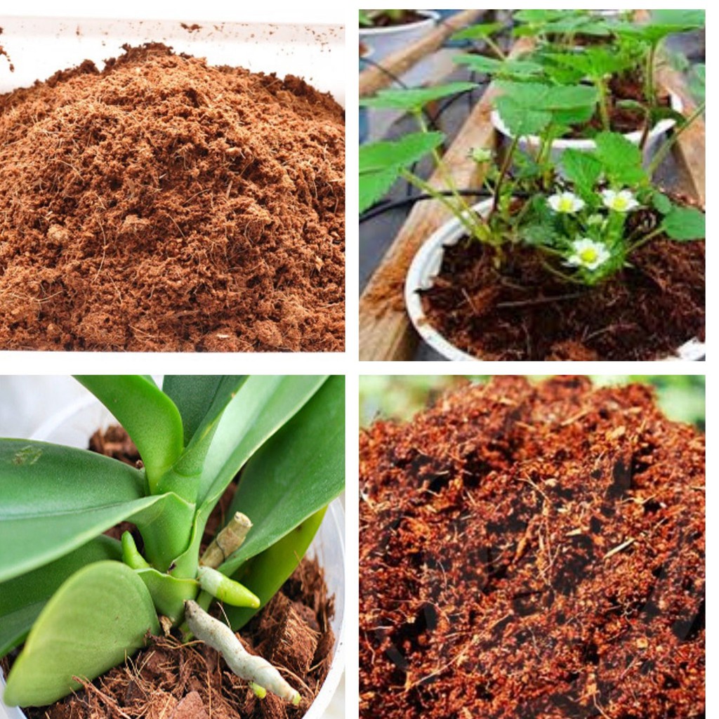 Mùn xơ dừa - Xơ dừa trồng rau (500gr) | Shopee Việt Nam