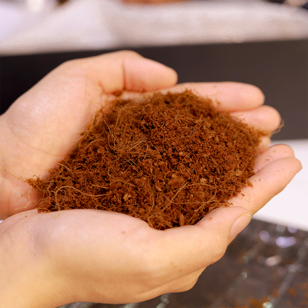 MỤN DỪA TRỒNG RAU