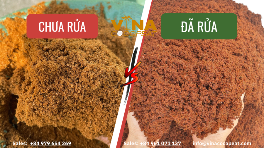 MỤN DỪA ĐÃ XỬ LÝ