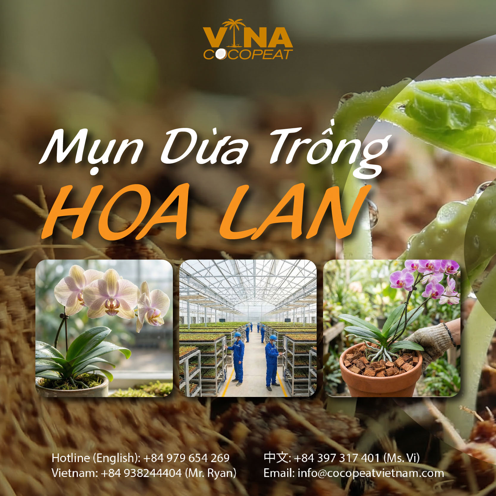 Tại sao mụn dừa trồng cây giúp hoa lan và rau mầm t
