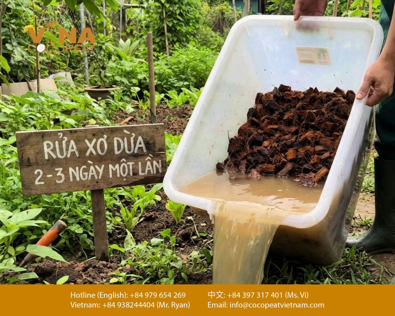 Xả chát mụn dừa thô bằng nước sạch trước khi phối trộn giá thể trồng rau tại nhà