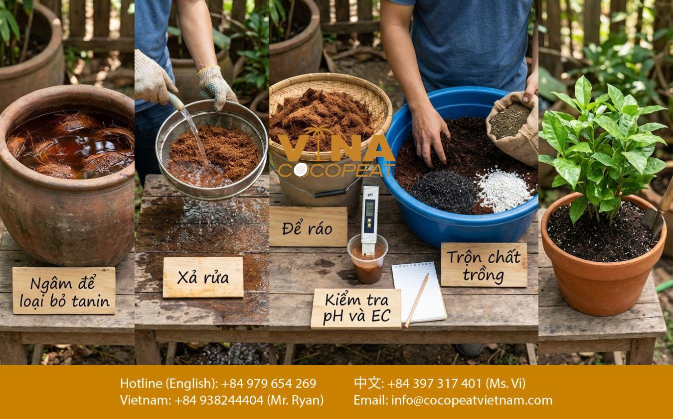 Quy trình xử lý mụn dừa trước khi trồng cây