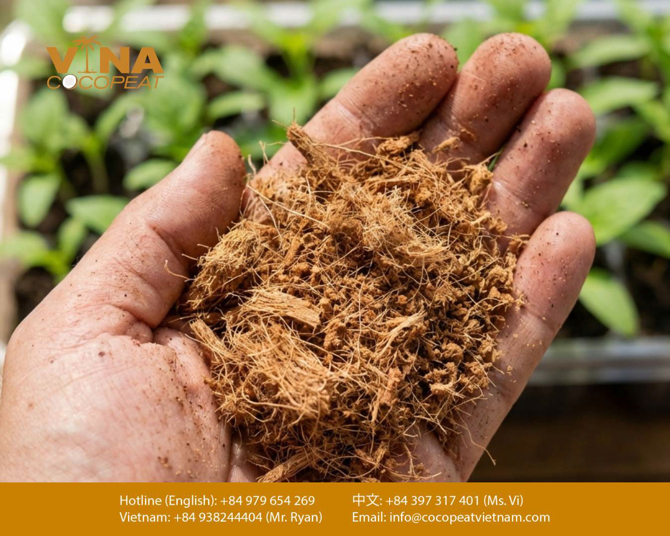 Cận cảnh mụn dừa và xơ dừa dùng làm giá thể trồng rau tại nhà