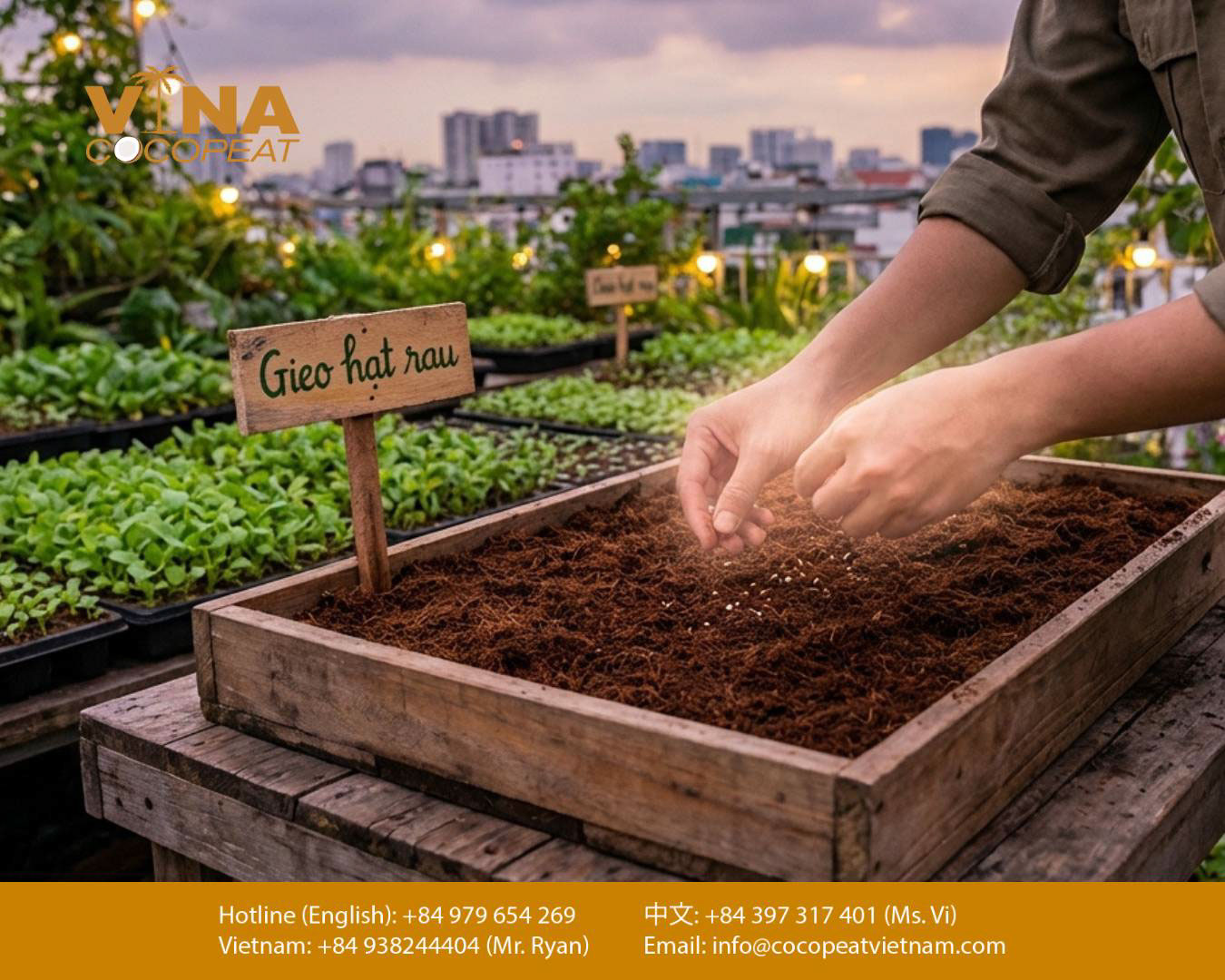 Gieo hạt rau trên giá thể mụn dừa trong khay trồng tại sân thượng