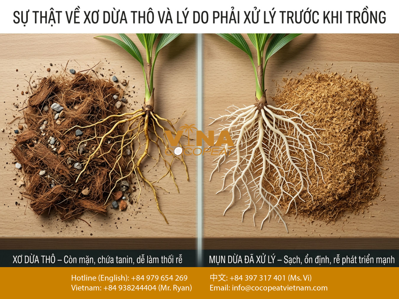 So sánh xơ dừa thô còn tạp chất với mụn dừa đã xử lý và sự khác biệt trong phát triển bộ rễ