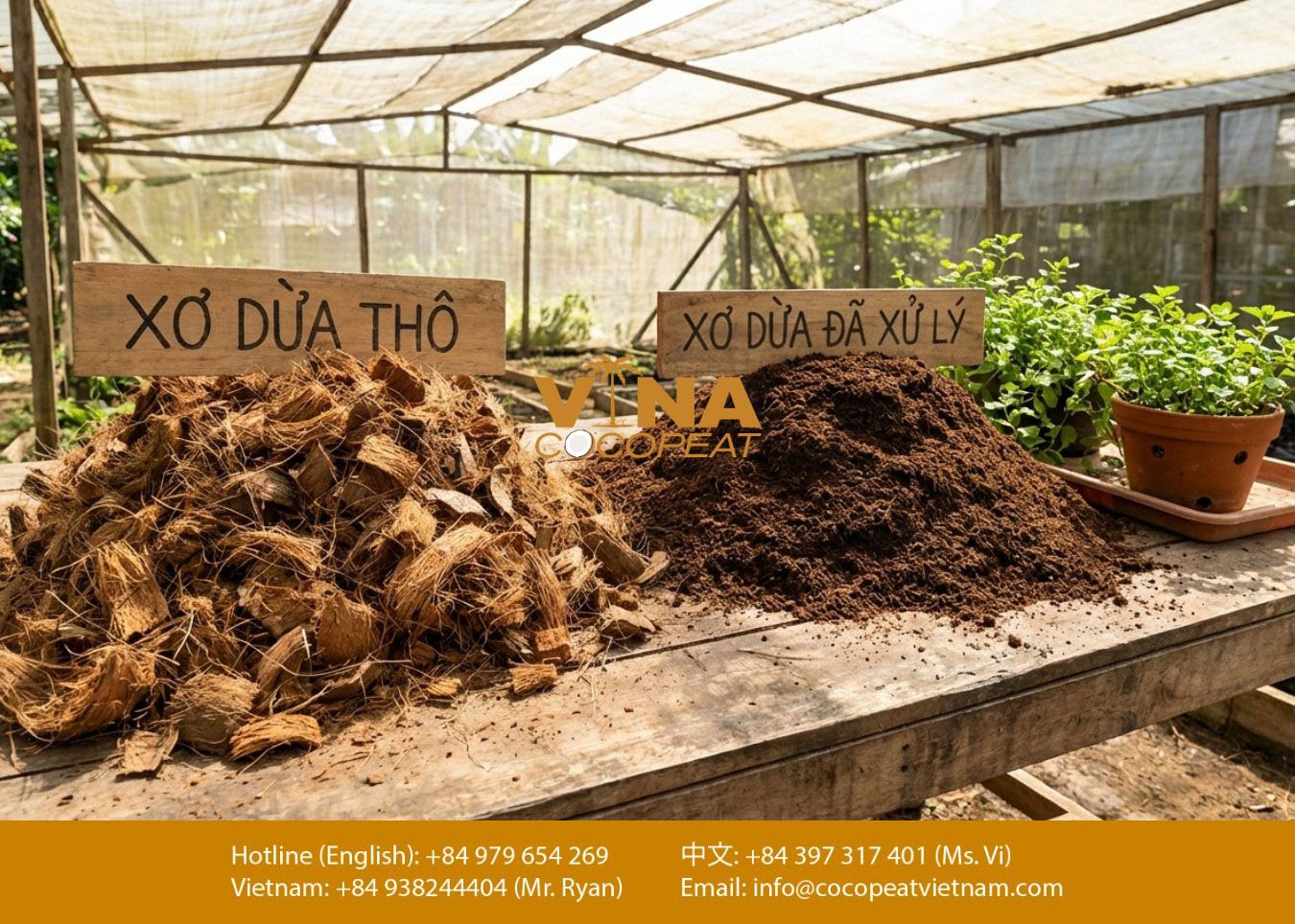 So sánh xơ dừa thô và xơ dừa đã xử lý trước khi dùng làm giá thể trồng cây