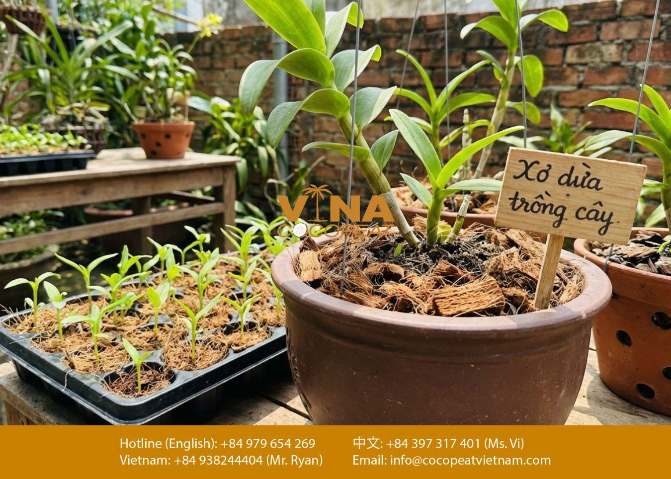 Trồng hoa lan bằng xơ dừa trong chậu kết hợp khay ươm cây con