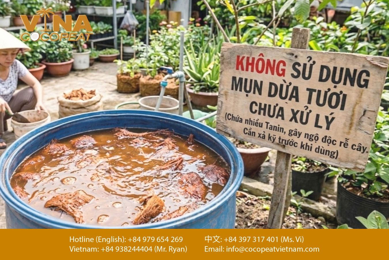 Ngâm xả chát mụn dừa tươi chưa xử lý để loại bỏ Tanin trước khi dùng làm giá thể trồng cây.