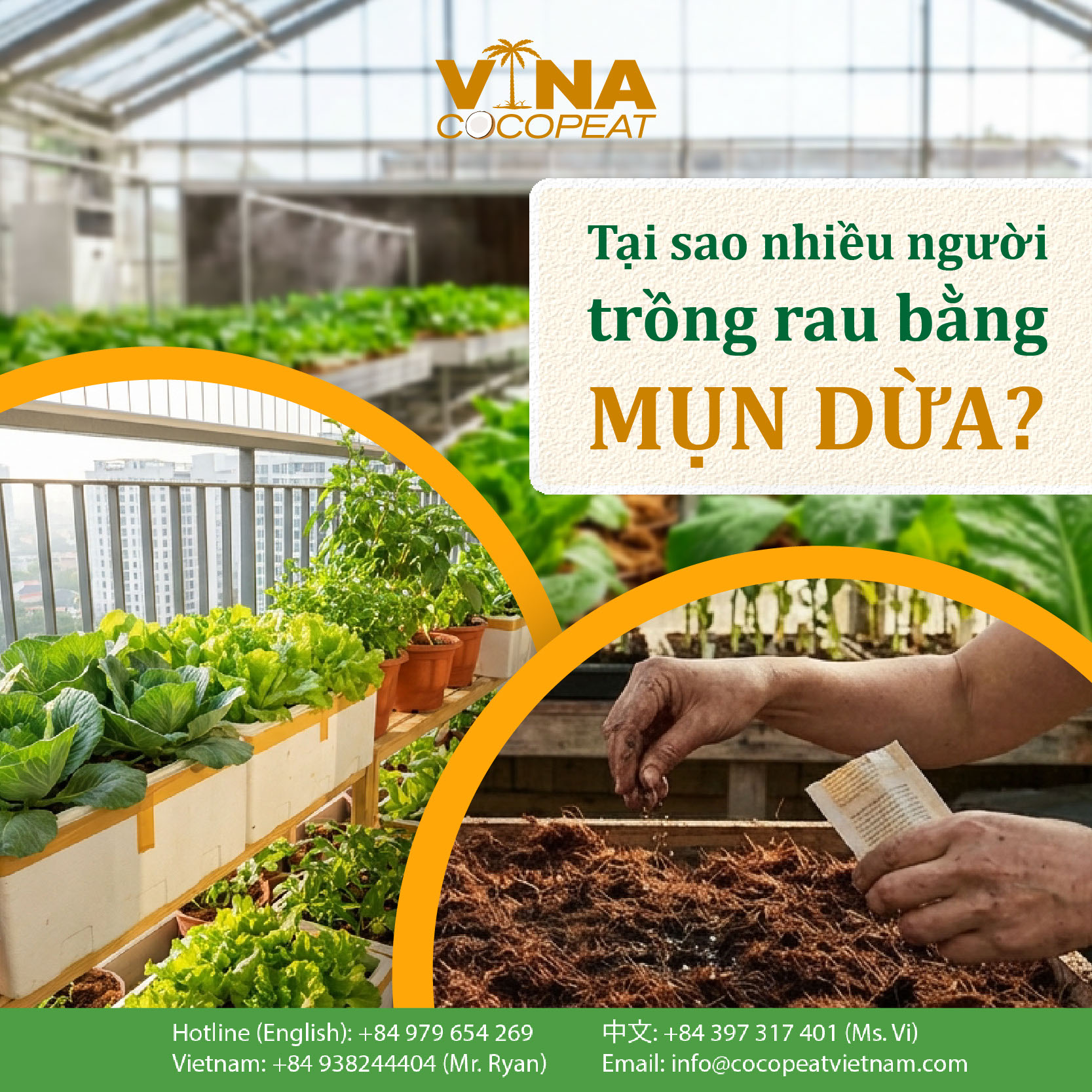 Tại sao nhiều người chọn trồng rau bằng mụn dừa tại nhà