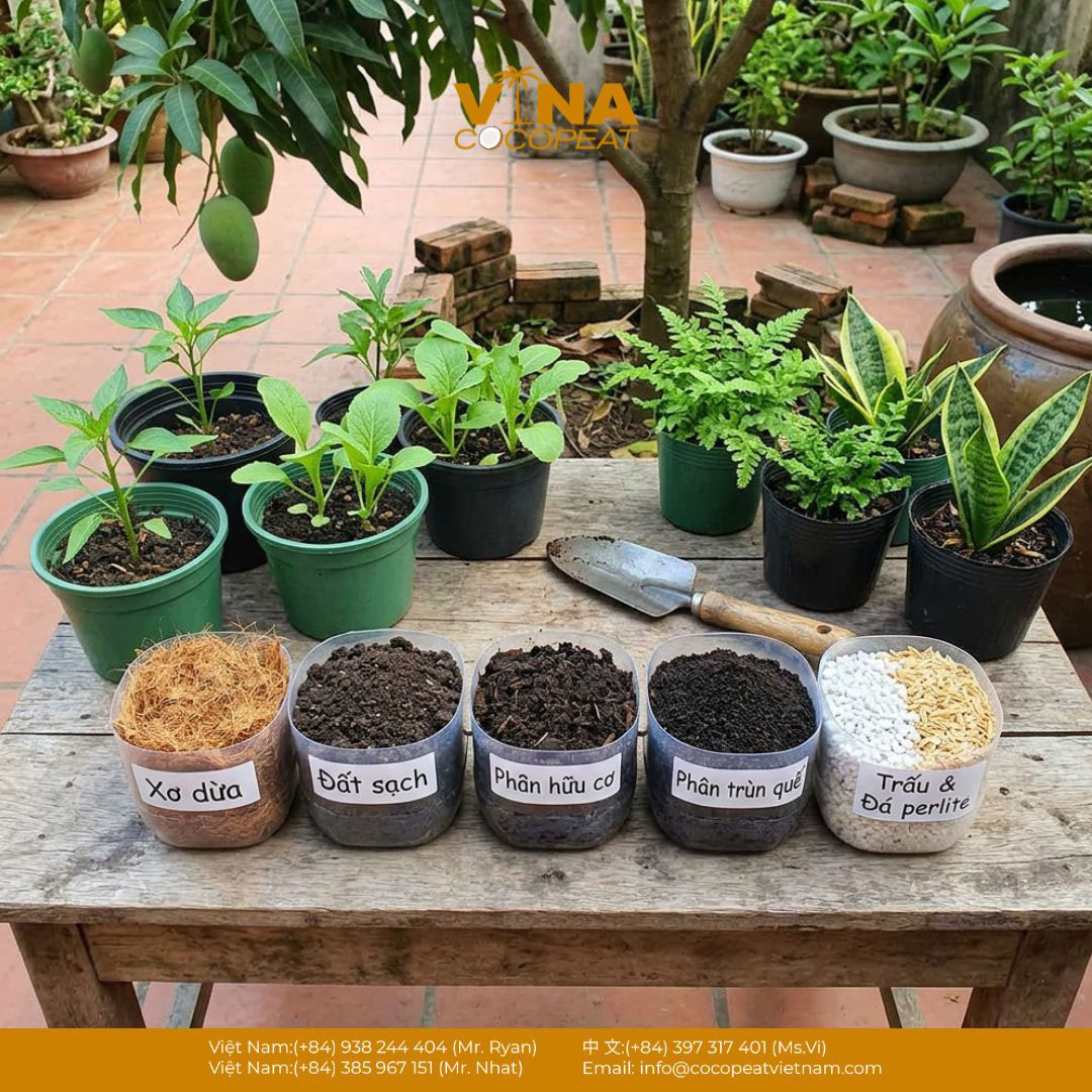 Xơ dừa và các thành phần giá thể trồng cây đặt cạnh chậu cây cảnh