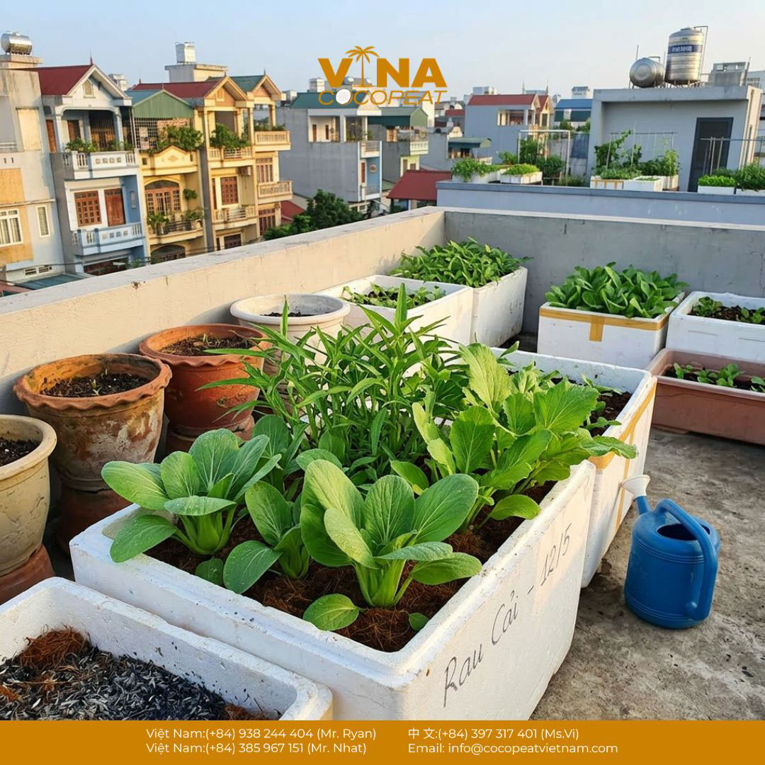 Vườn rau sân thượng phát triển xanh tốt trên giá thể phối trộn từ xơ dừa và tro trấu