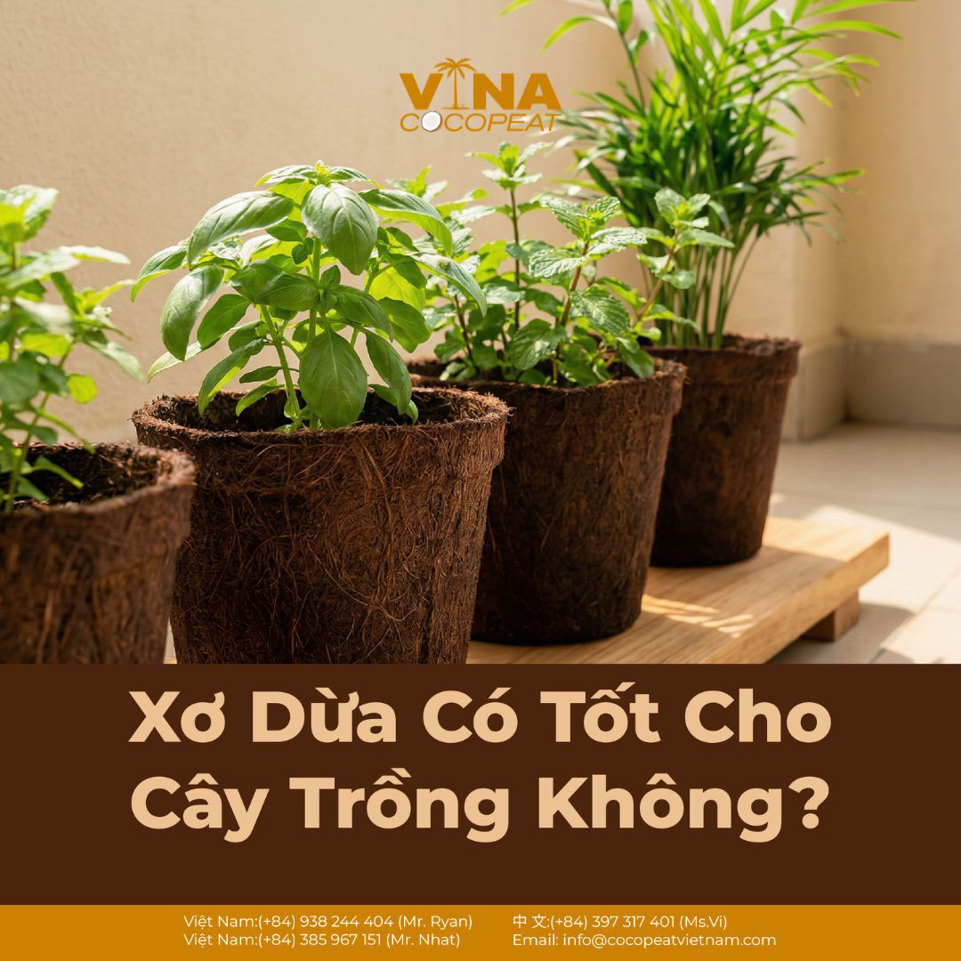 9 Lợi Ích Của Xơ Dừa 15 Loại Cây Trồng Phù Hợp