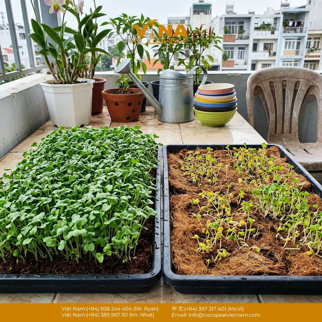 So sánh hai khay rau mầm trồng trên giá thể xơ dừa với mức sinh trưởng khác nhau