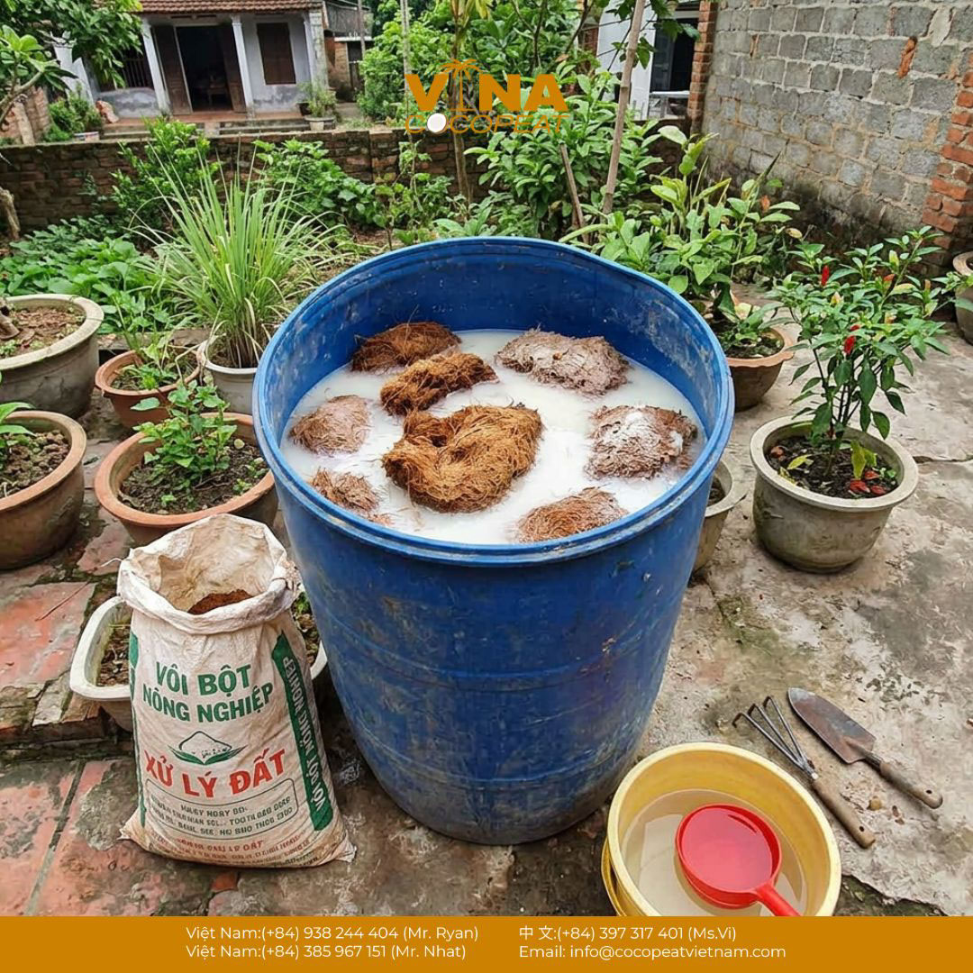Ngâm xơ dừa trong nước vôi để khử chát và cân bằng pH trước khi làm giá thể trồng rau mầm
