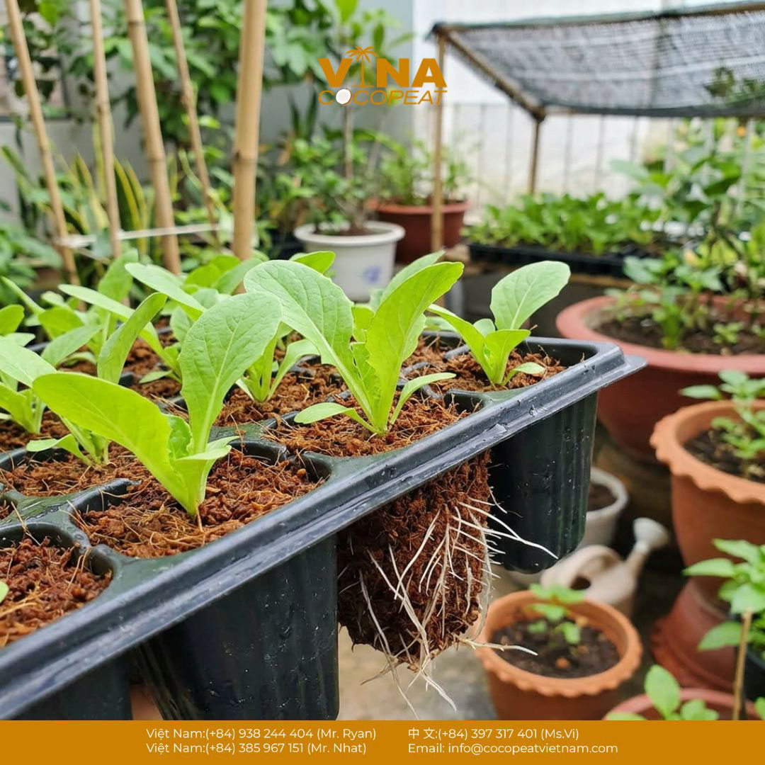 Cây con phát triển khỏe với bộ rễ trắng trong giá thể viên nén xơ dừa