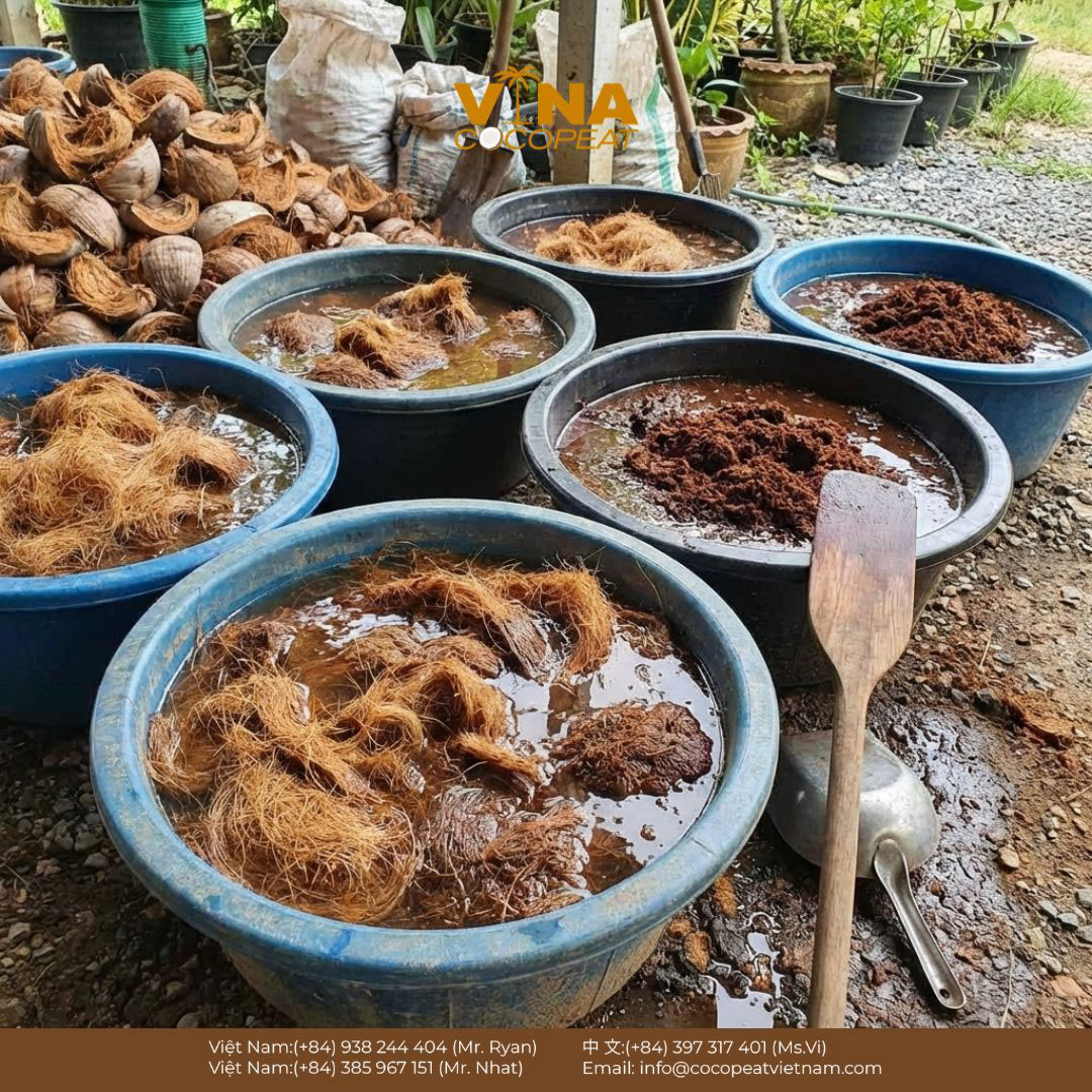 Ngâm xơ dừa thô để xử lý chất chát trước khi làm giá thể trồng cây