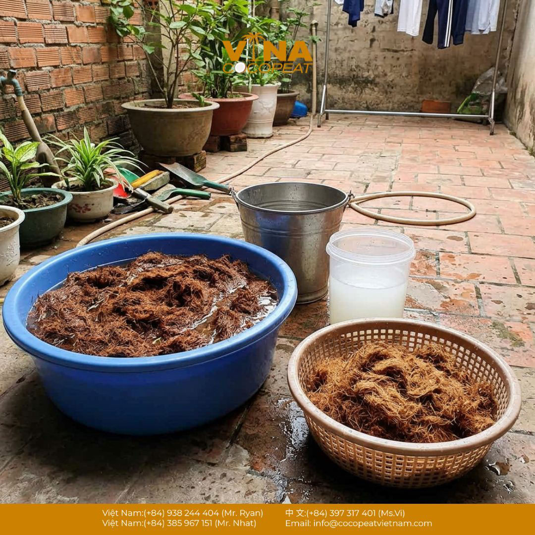 Ngâm và rửa xơ dừa trước khi xử lý làm giá thể trồng cây