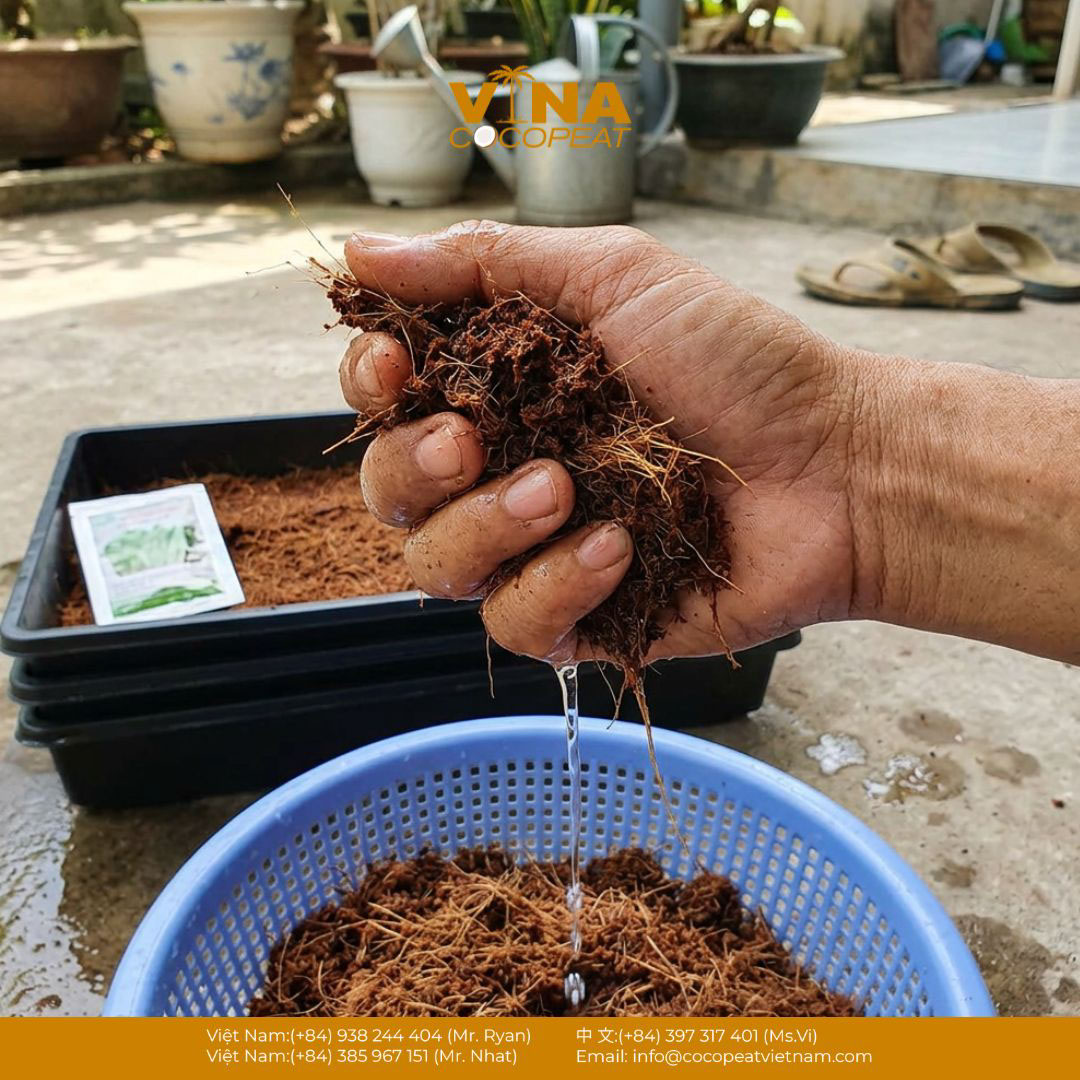 Bóp xơ dừa sau xử lý để kiểm tra độ ẩm trước khi dùng làm giá thể trồng rau mầm