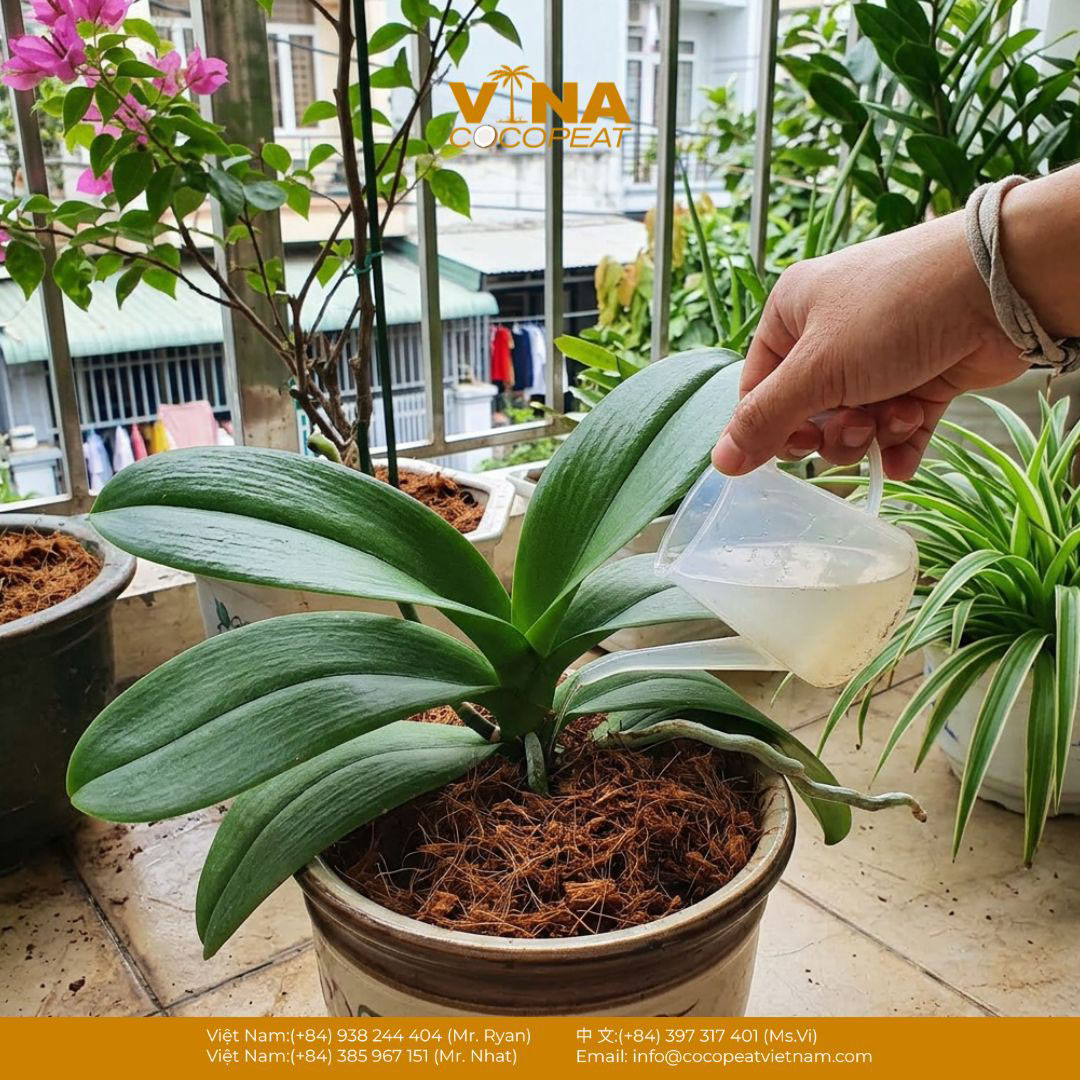 Tưới nước cho lan hồ điệp trồng bằng xơ dừa, minh họa lỗi tưới quá nhiều dễ gây úng rễ