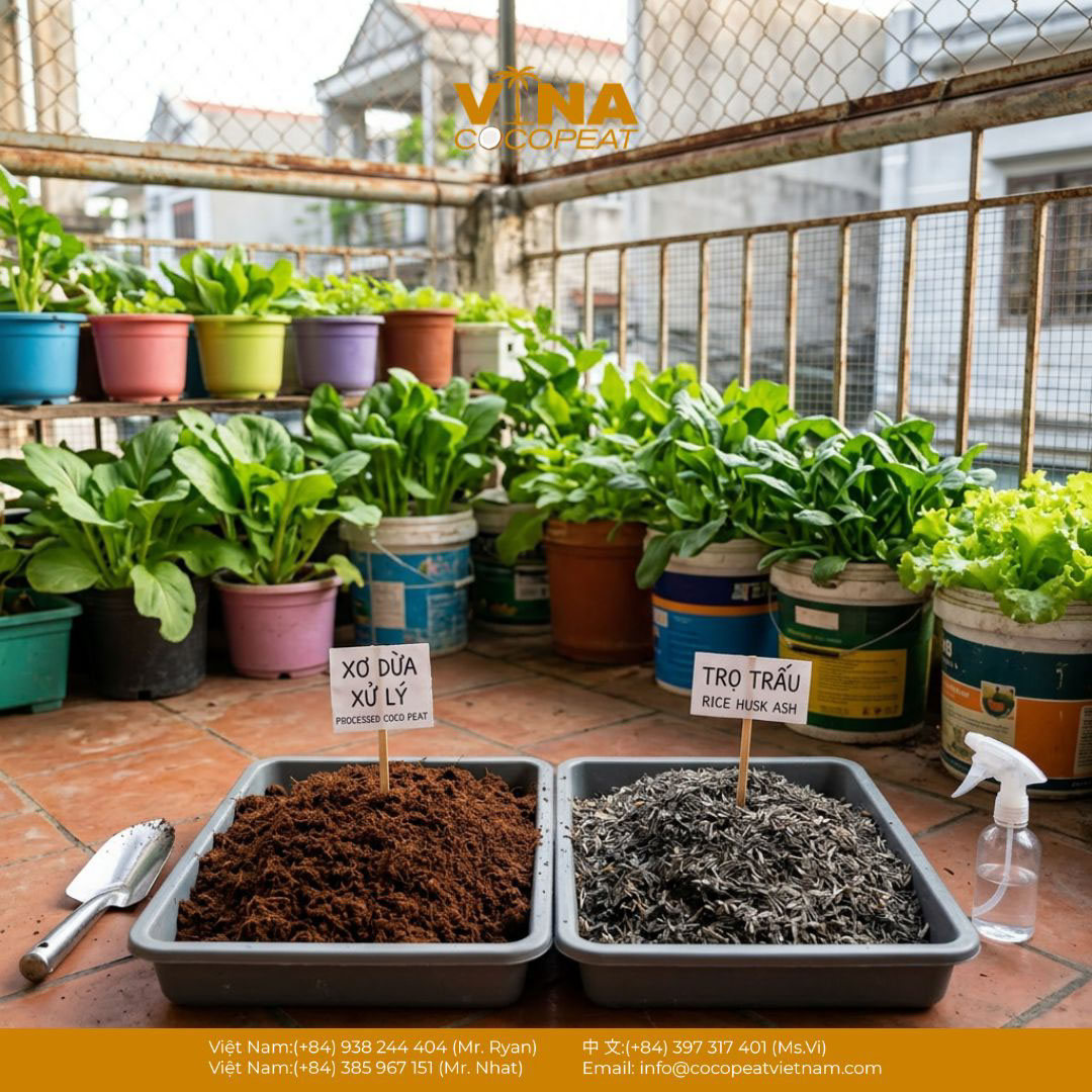 Xơ dừa đã xử lý và tro trấu được chuẩn bị làm giá thể trồng rau trong chậu tại nhà