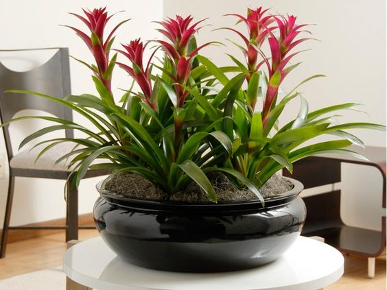 Cây dứa cảnh nến trong nhà
