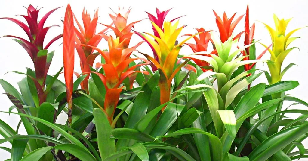 Cây dứa cảnh nến