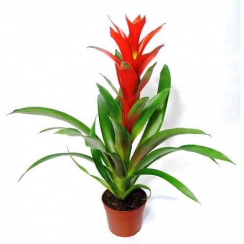 Cây dứa cảnh nến