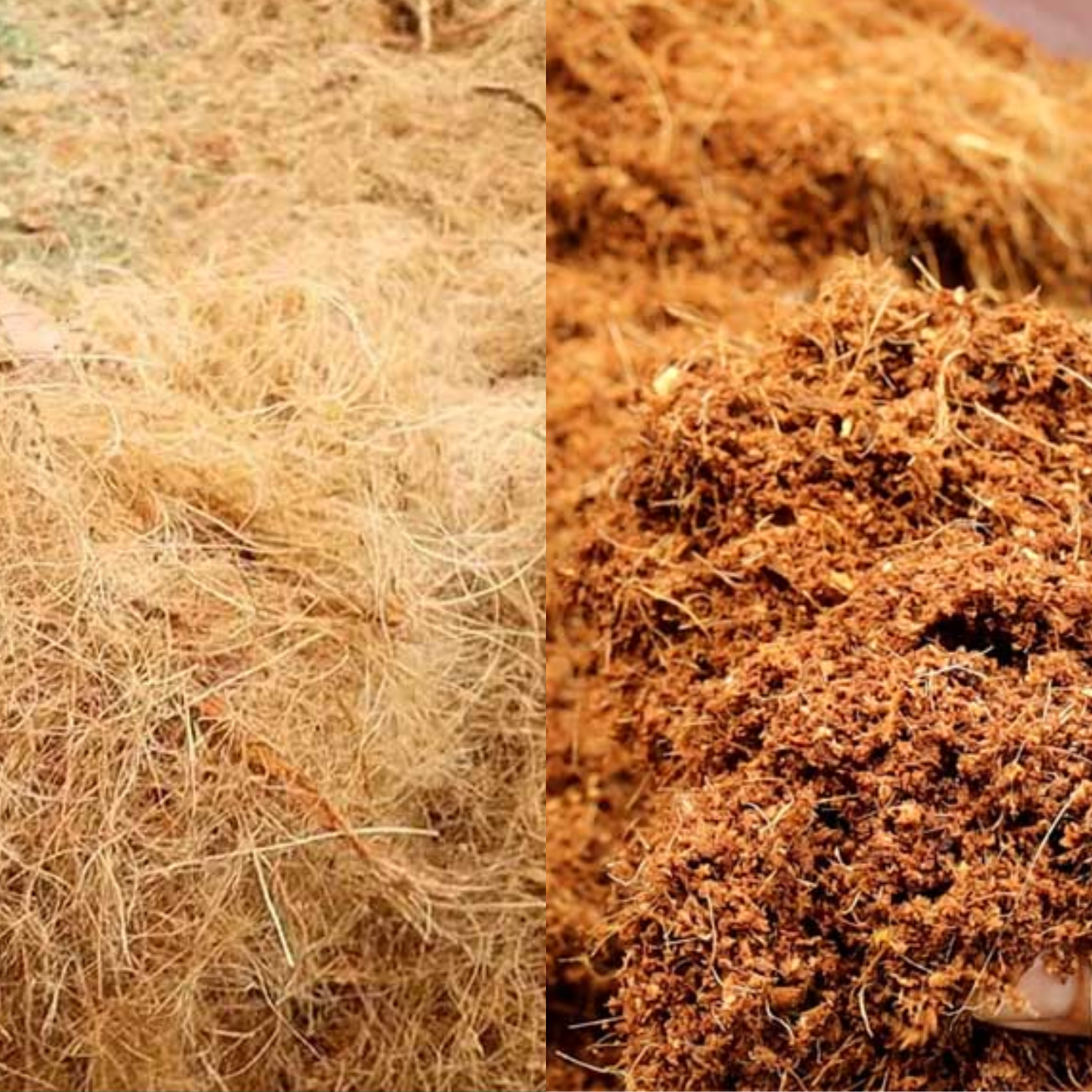 xơ dừa và mụn dừa