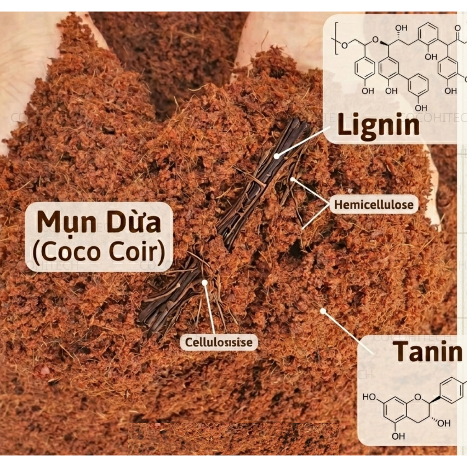 xử lý mụn dừa trước khi trồng cây