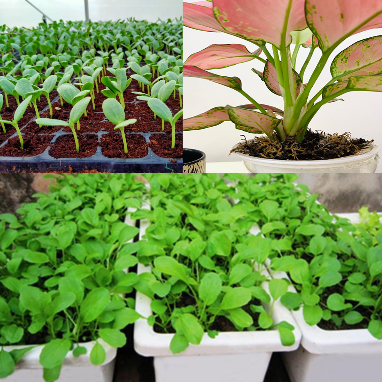 Sử Dụng Giá Thể Mụn Dừa Đã Xử Lý