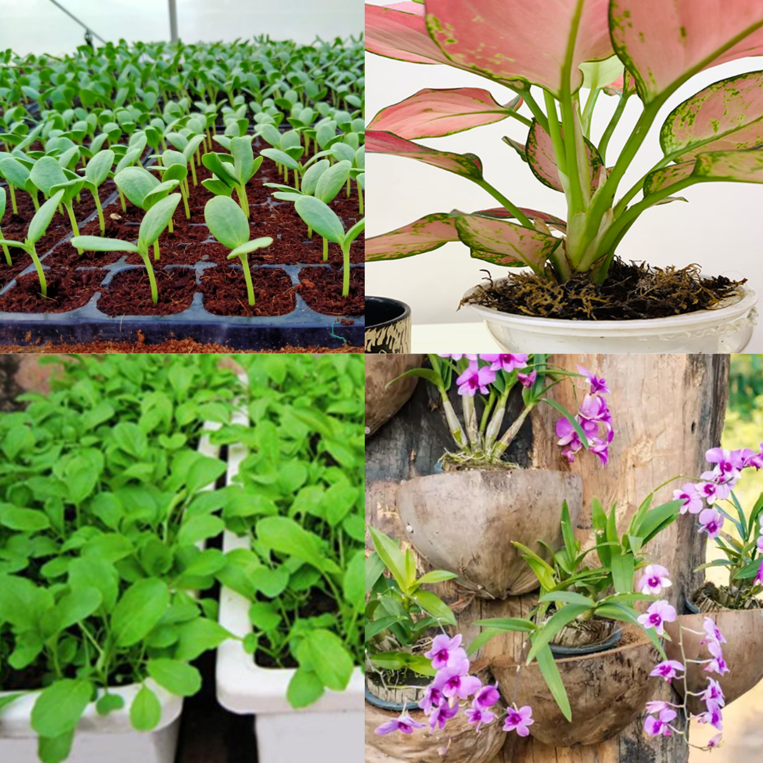 Các Loại Cây Phù Hợp Với Giá Thể Mụn Dừa