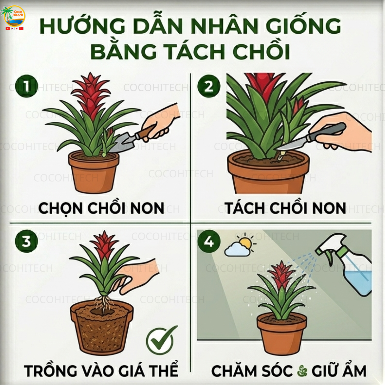 Cách nhân giống cây dứa cảnh nến