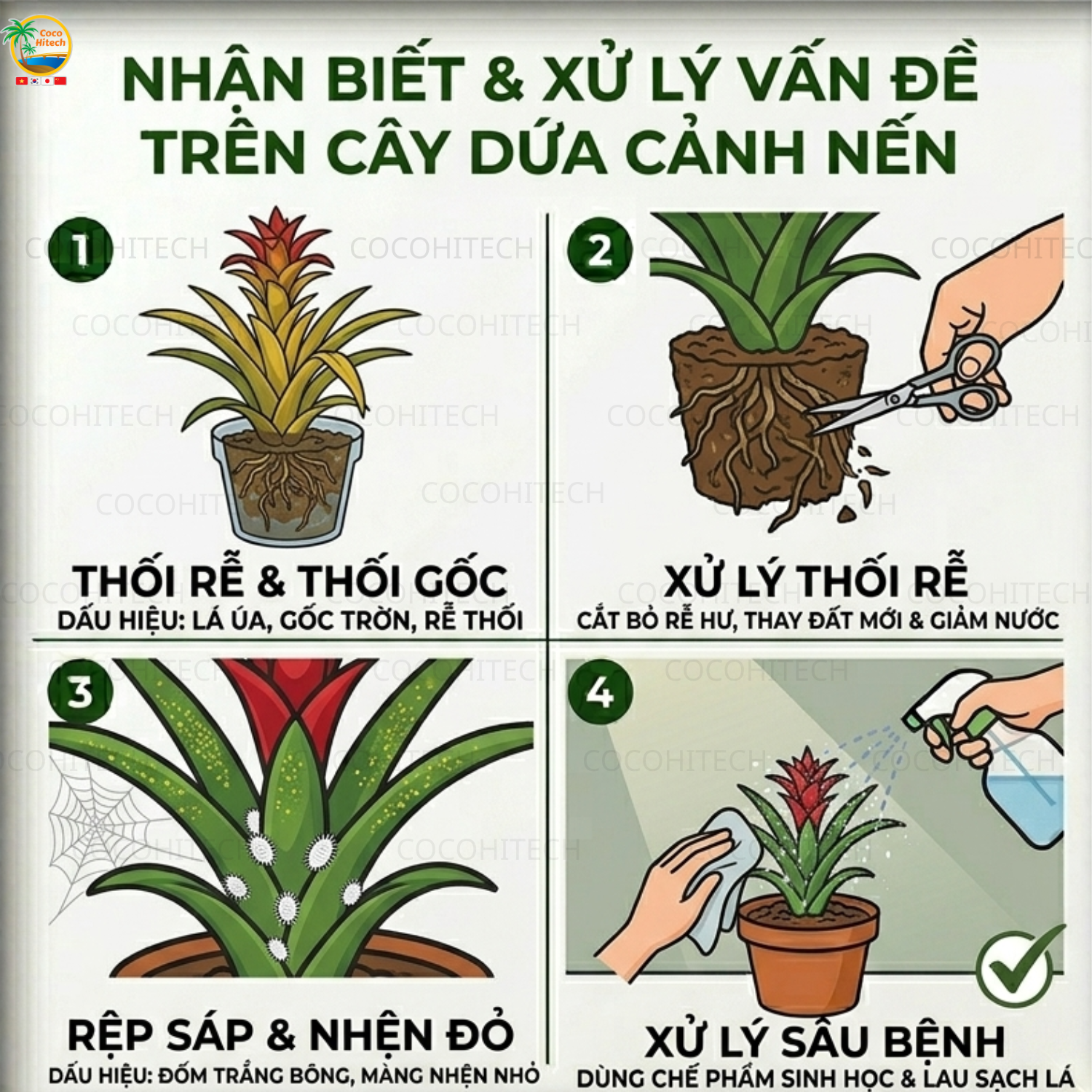 Các bệnh thường gặp ở cây dứa cảnh nến