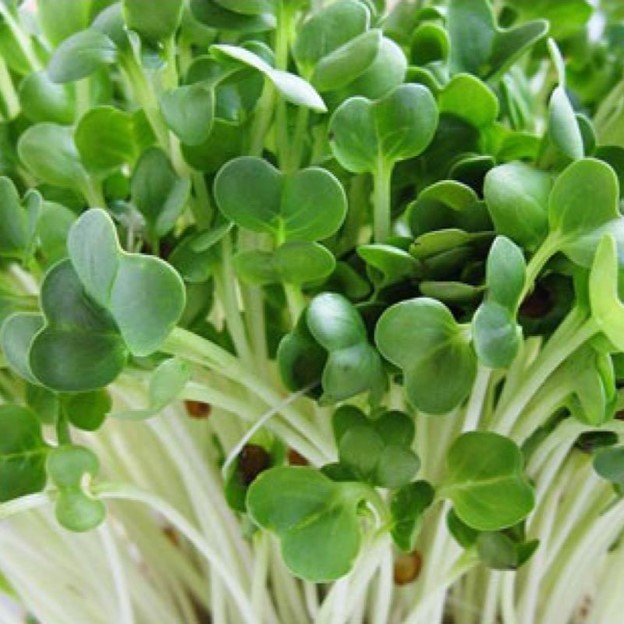 Rau mầm