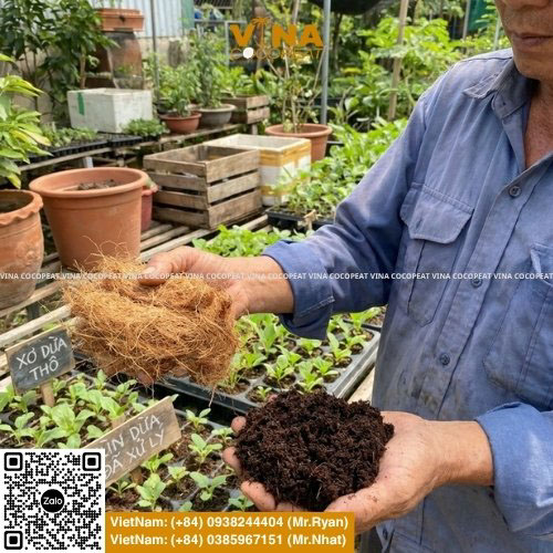 Mụn xơ dừa là gì và cách nhận biết mụn dừa đã xử lý dùng để trồng cây