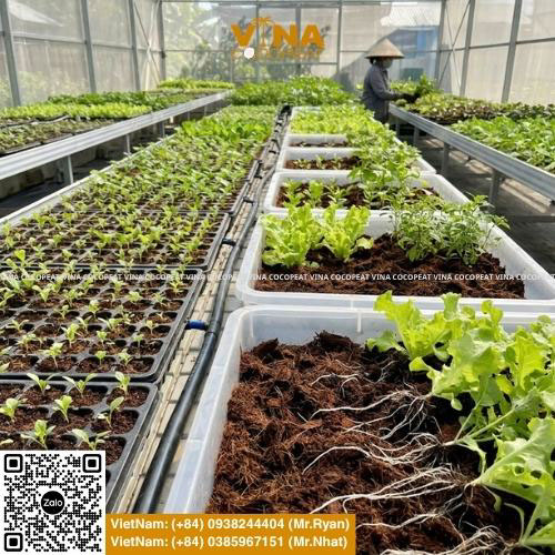 Ứng dụng mụn xơ dừa đã xử lý làm giá thể trồng rau sạch trong nhà màng