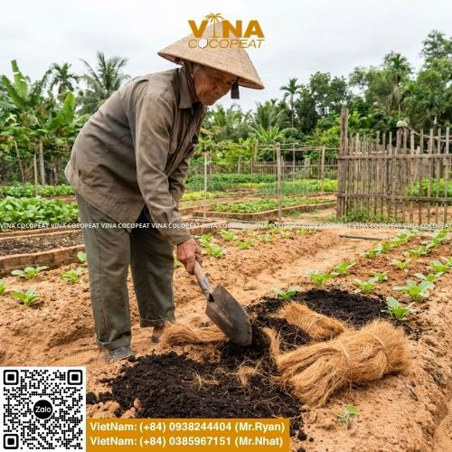 Nông dân cải tạo đất pha cát bằng mụn dừa và xơ dừa đã xử lý giúp đất giữ ẩm tốt hơn