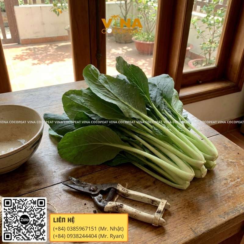 Cải mầm đá là gì?