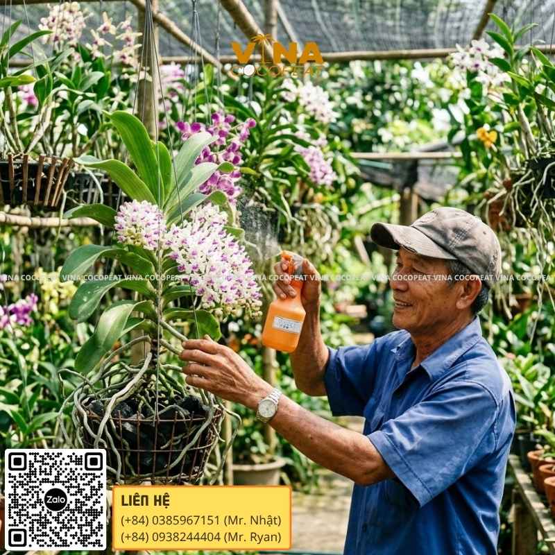 Chăm sóc Lan Ngọc Điểm con