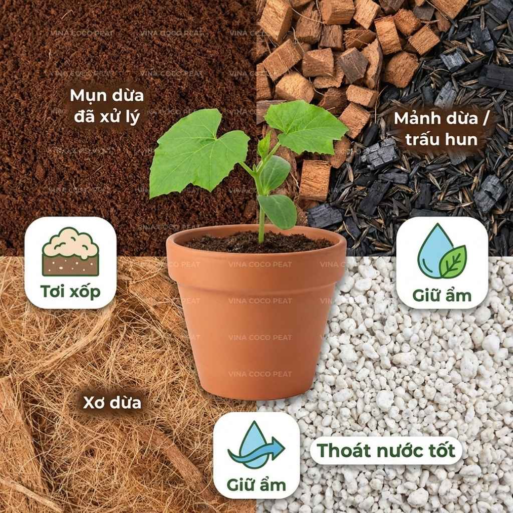 Giá thể mụn dừa trồng mướp: Tơi xốp, giữ ẩm và sạch bệnh