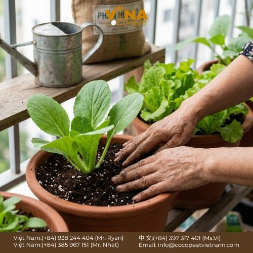 5 Cách Trồng Rau Sạch Trong Nhà Với Mụn Dừa