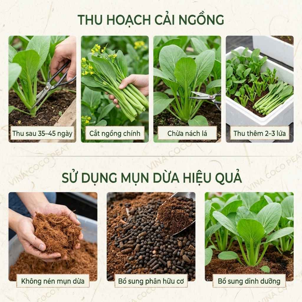 Thu hoạch cải ngồng và sử dụng mụn dừa hiệu quả