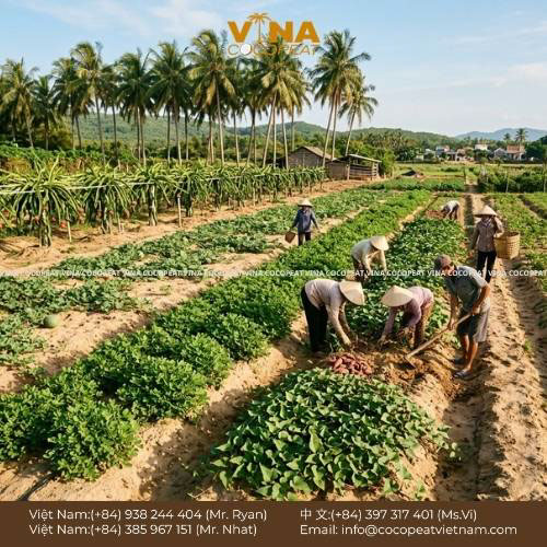 Đất cát trồng cây gì cho năng suất cao với luống rau màu xanh tốt trên nền đất cát