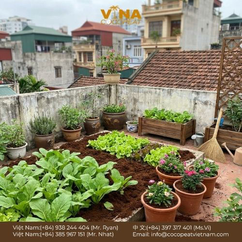 Khám phá 6 bí quyết dùng cám dừa trồng cây giúp cải tạo đất tơi xốp, giữ ẩm tốt, tiết kiệm nước và hỗ trợ rễ cây phát triển khỏe.