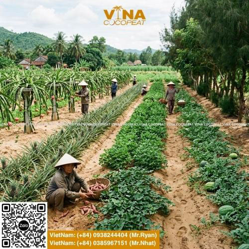 Rau màu và cây lương thực trồng trên đất cát giúp nâng cao năng suất canh tác