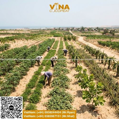 Gợi ý 10 loại cây trồng trên đất cát chịu hạn tốt, năng suất cao và cách cải tạo đất cát bằng mụn dừa, xơ dừa giúp giữ ẩm, giữ phân hiệu quả.