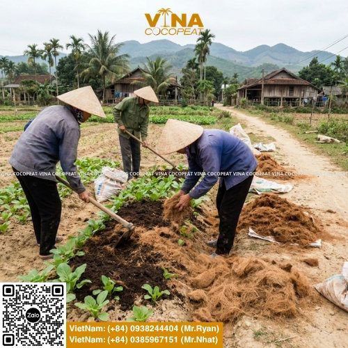 Gợi ý 10 loại cây trồng trên đất cát chịu hạn tốt, năng suất cao và cách cải tạo đất cát bằng mụn dừa, xơ dừa giúp giữ ẩm, giữ phân hiệu quả.